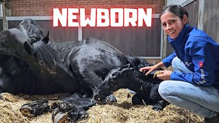 Welcome to the world newborn Yfke! I have to help! | This is very special! | Friesian Horses