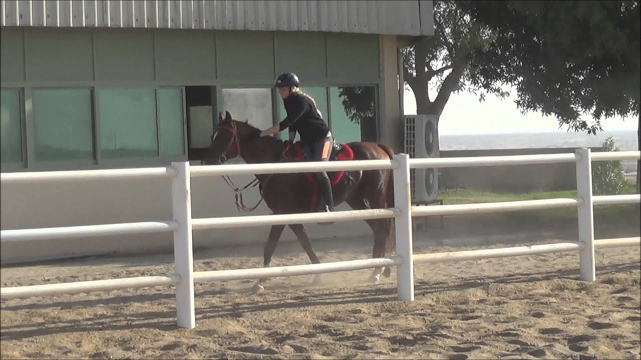 Abu Dhabi Horse Adventures 2015 YouTube