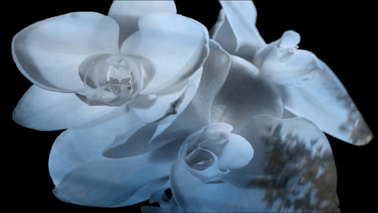 gone like summer - hope she comes home (music video)