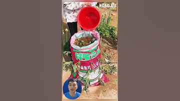 Cách trồng khoai lang trong bao tải tại nhà #shorts