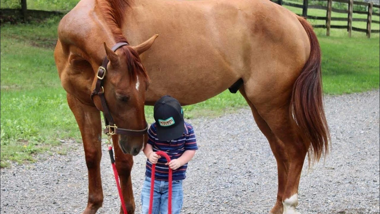 Sonny, Presented by Diamanté Equestrian YouTube