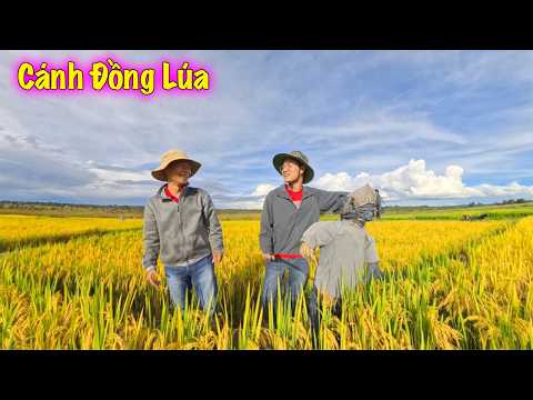 Linh Philip || Tien TuTi Surprised by the Golden Ripe Rice Fields at Viet Phi Farm