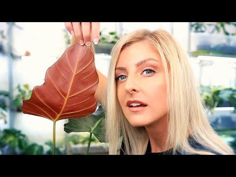 My Philodendron Collection! | Part 2