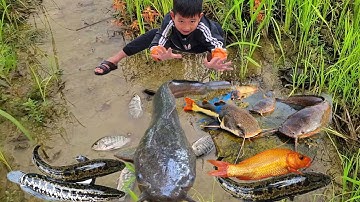 Bắt cá trê khổng lồ, cá quả, cá rô, cá chép, rùa ngoài đồng bị mắc cạn. bắt cá sau ngập lụt