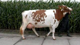 Cow with locomotion score 1.avi