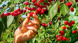 Modern Cherry Harvest And Packing Process That Are At Insane Level (Must See) ➤#1