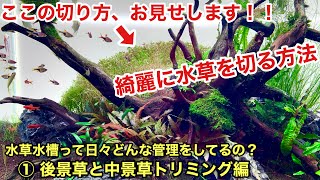 水草水槽の日々の管理方法 後景草と中景草のトリミング編 ネイチャーアクアリウム立ち上げ初心者 水草レイアウト水槽の作り方 トリミング 方法 切り方 育て方 ロタラ クリプトコリネ 熱帯魚水槽 Youtube