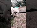 のどかな公園を散歩する保護犬コマメ