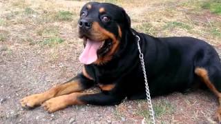 Pit Bull Vs Rottweiler Kavga...