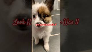 Scarlett Needs Your Help to Get Too 1000 Subscribers