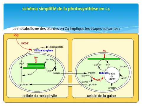 Vídeo: Què són les plantes CAM i quins són els seus avantatges?
