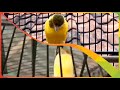 Kenari Bisu Langsung Gacor Dengar Suara Masteran Ini Tanpa Iklan Mp3 - Mp4 Download