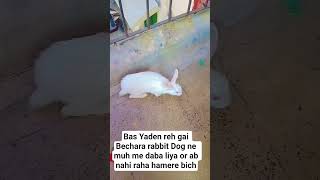 Mere Rabbit ki yaad me