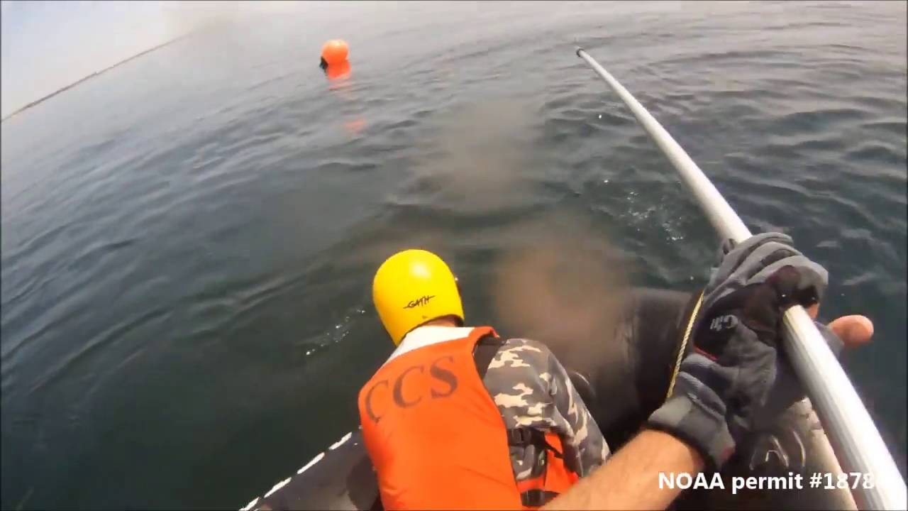 Humpback whale disentangled off Cape