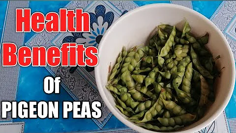 Health Benefits Of Pigeon Peas #healthbenefits #pigeonpeas #homegardening