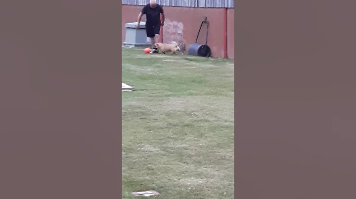 Dog that loves playing football