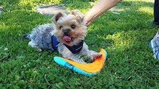 Paxton Teacup Yorkie Plays Fetch On His Birthday