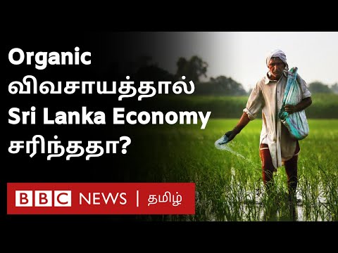 &rsquo;&rsquo;நான் தவறு செய்துவிட்டேன்&rsquo;&rsquo; கோட்டாபய ஒப்புதல்; இயற்கை உரத்தால் பிரச்னை ஏற்பட்டதா? BBC Ground Report