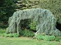 Unusual Conifers Part 2/Holiday Tour/Garden Style nw