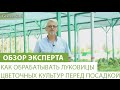 Как обрабатывать луковицы цветочных культур перед посадкой