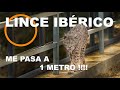 EL LINCE IBÉRICO PASA A UN METRO DE MIIIIIIII !!!!!!!!!!