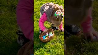 A full basket of Easter eggs! Egg hunt! Easter is coming!