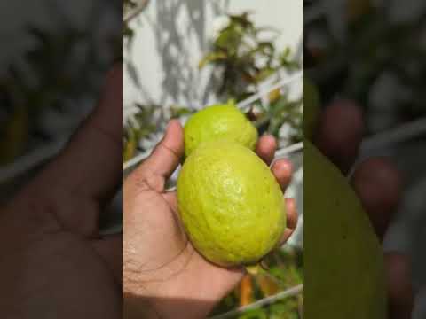 Mexican guava and Gungo/pigeon peas! - second harvests for this year