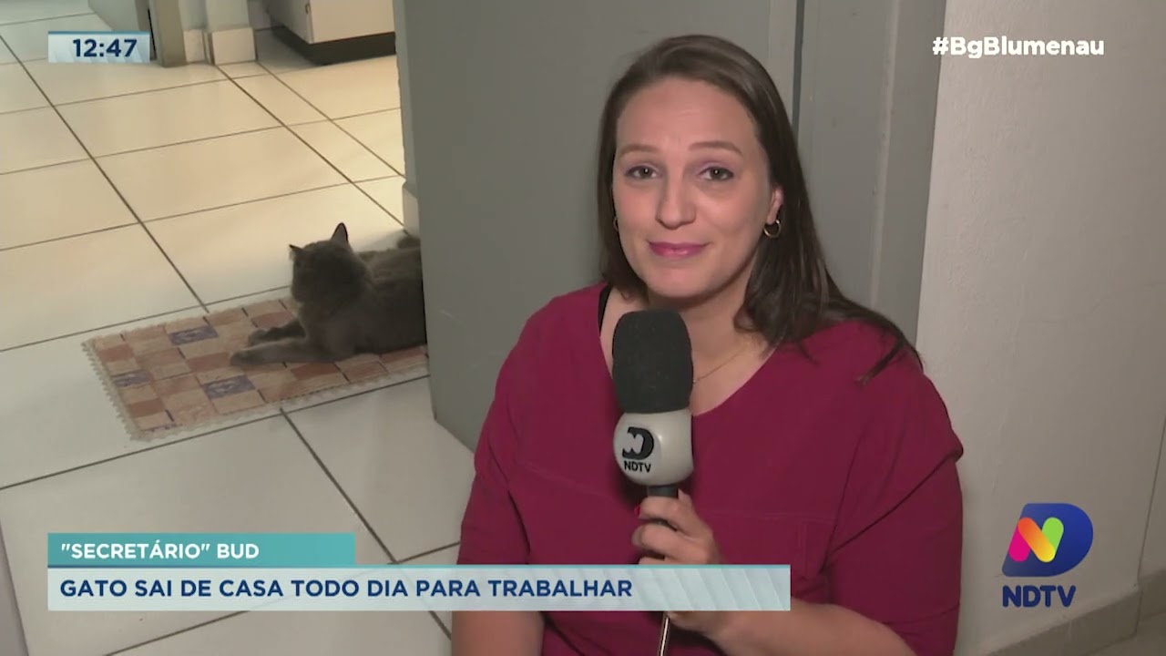 "Secretário" Bud: gato sai de casa todo dia para trabalhar