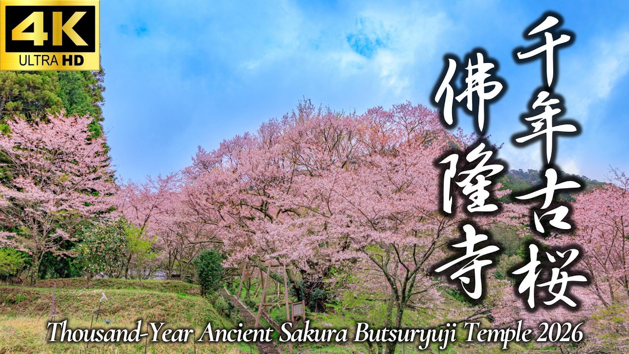 佛隆寺 千年古桜 2026】樹齢900年の望月桜｜いにしえに咲く望月桜