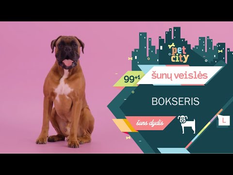 Video: Faktai apie Bolonijos šunis