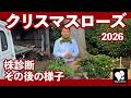 クリスマスローズ 株診断 その後の様子　◆横山園芸 公式◆【2026】