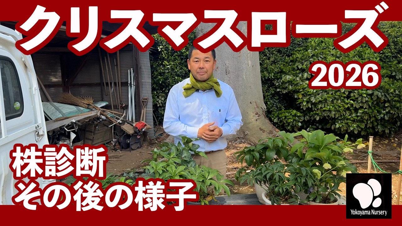 クリスマスローズ 株診断 その後の様子 ◇横山園芸 公式◇【2026