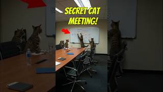 These Cats Are Plotting World Domination… 😳🐾 #shorts