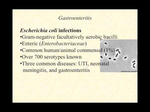 Video: Forskjellen Mellom Coliforms Og Enterobacteriaceae