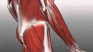 Forearm Muscles Part 2 - Posterior (Extensor) Compartment - Anatomy Tutorial