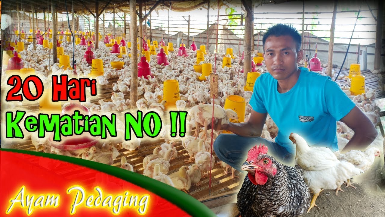 BELAJAR ! Ternak Ayam Pedaging ( Ayam Broiler ) Cepat Besar dan Tanpa