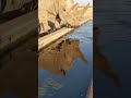 وحيد القرن أحد أضخم الحيوانات على وجه الأرض 
