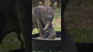 New world full of new adventures for baby elephant. #shorts