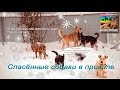 Спасенные собаки в приюте Дари добро Novosibirsk priyut dlya jivotnix