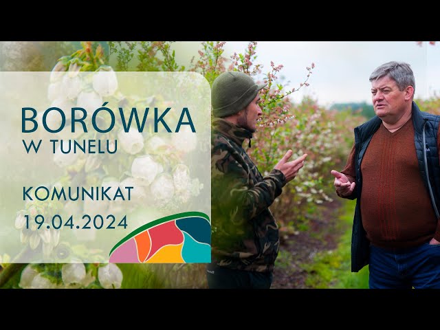 Borówka w tunelu - Zbigniew Marek, 19.04.2024