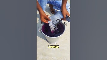 “You won’t believe why this guy put his pigeon into colored water! 🕊😱” #shortvideo