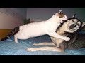 Funny Cats And Dogs - Funny Cats vs Dogs September 2017