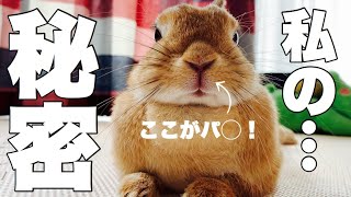 ウサギの鼻の下の秘密知りたくないですか？ #797