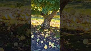 Exploding Apples #explosions #apples