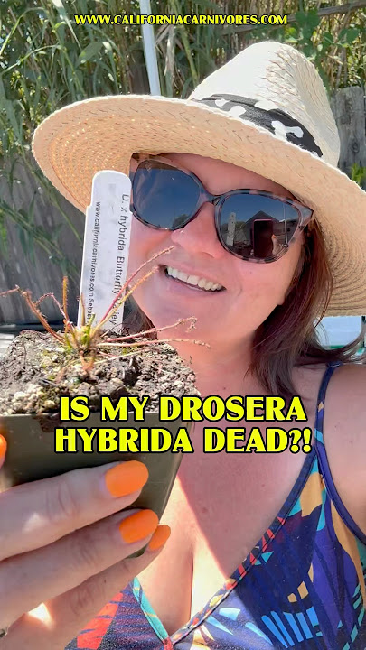Is My Drosera hybrida Dead?!