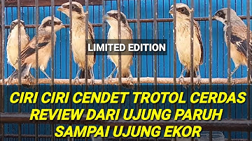 CONTOH TROTOL CENDET CERDAS||  CIRI CIRI MUDAH MASUK MATERI