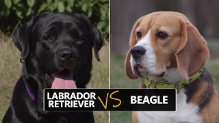 Labrador Retriever vs Beagle: Breed Differences & Similarities [4K Video] by Chihu Life 1,441 views 1 year ago 2 minutes, 4 seconds