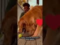 This Dog Thought Today Was the Day #shorts #dog #emotional #story #viral #fyp #subscribe