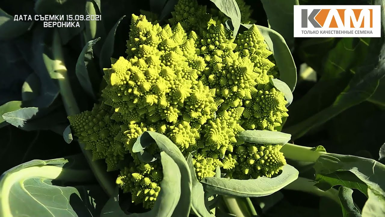 Капуста цветная Вероника. Сортотип Романеско от Бейо Заден