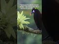 “THE RAINFOREST’S HIDDEN JEWEL — The Black Bird With a Golden Flame Tail” 🖤✨🌿